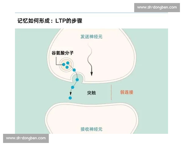 海马体在记忆与情感调节中的关键作用及其神经机制探索